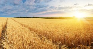 Accordo Italia Algeria, investimento da 420 milioni di euro per semina cereali