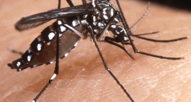 Zanzara giapponese