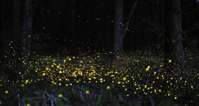 Per colpa dell’impatto che l’uomo ha sull’ambiente, le lucciole stanno scomparendo. Il loro numero diminuisce infatti sempre più per cui potremmo dire addio al suggestivo spettacolo di luci. Ma perché tali coleotteri si illuminano?
