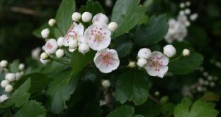 Biancospino, il fiore bianco che aiuta il cuore e contro l’ansia: proprietà, benefici e controindicazioni