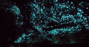 Grotte magiche in Nuova Zelanda, ecco perché si illuminano di notte