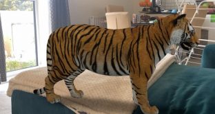 Animali 3D in casa grazie a Google. Come fare e l'elenco completo