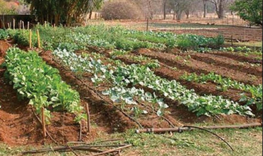 Prodotti naturali, cibo più buono e un po’ di risparmio per le tasche: come coltivare un orto e avere grande soddisfazioni.