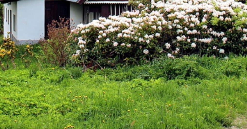 Risparmiare sul giardino: suggerimenti.