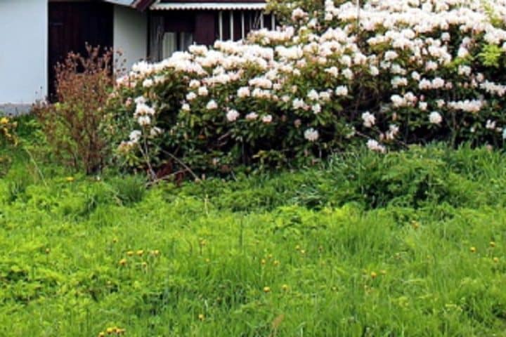 Risparmiare sul giardino: suggerimenti.