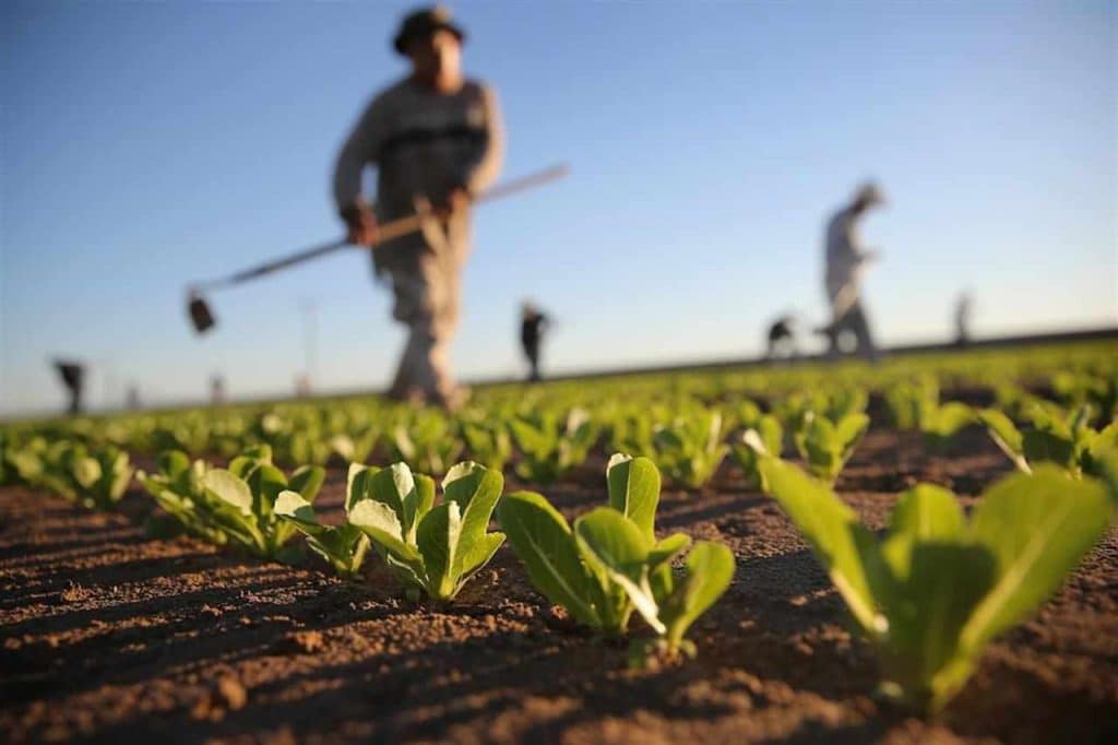 Investire oggi comprando un terreno agricolo? entro quanto si recupera l'investimento e perché conviene pensarci adesso.