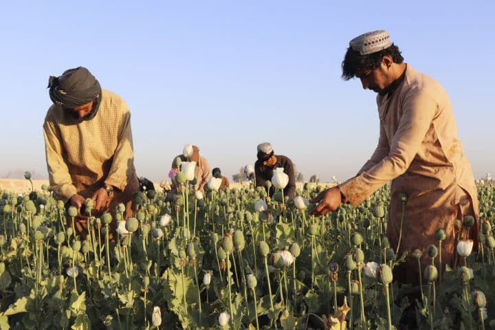 Afghanistan ormai un narco-stato