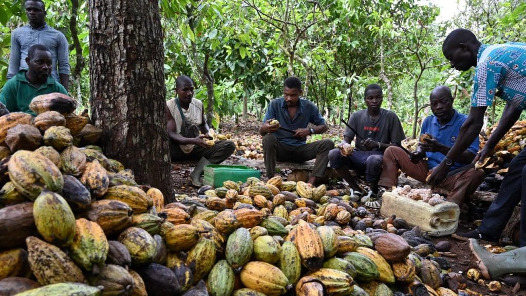 Boom del cacao nocivo per i tassi di interesse