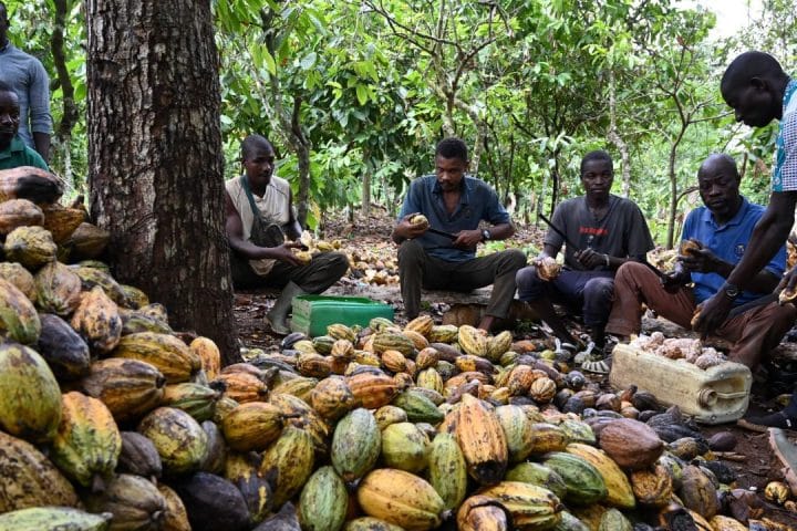 Boom del cacao nocivo per i tassi di interesse