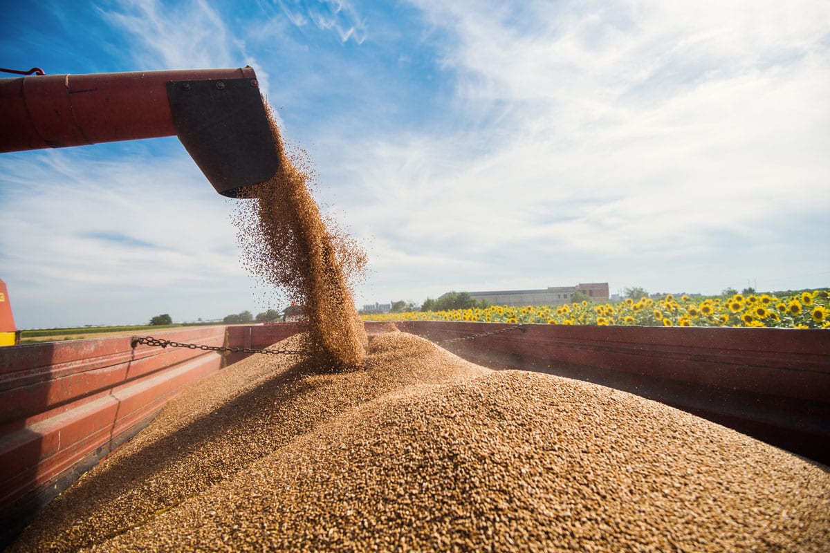 Torna la crisi del grano in Europa