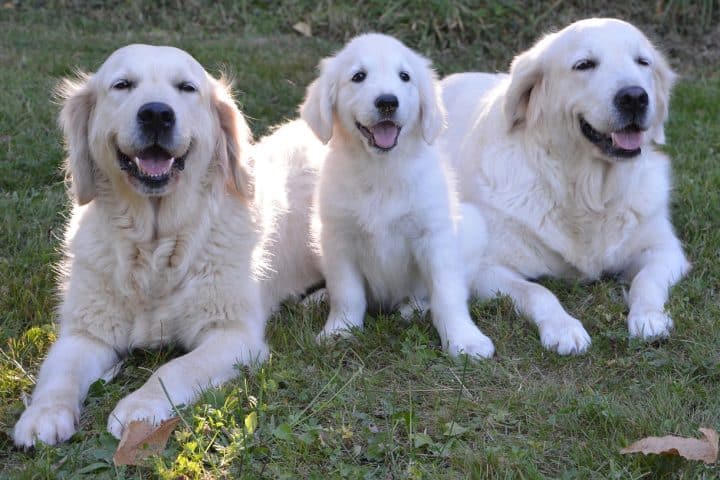 Detrazione acquisto e mantenimento cane guida: beneficiari, importi e limiti