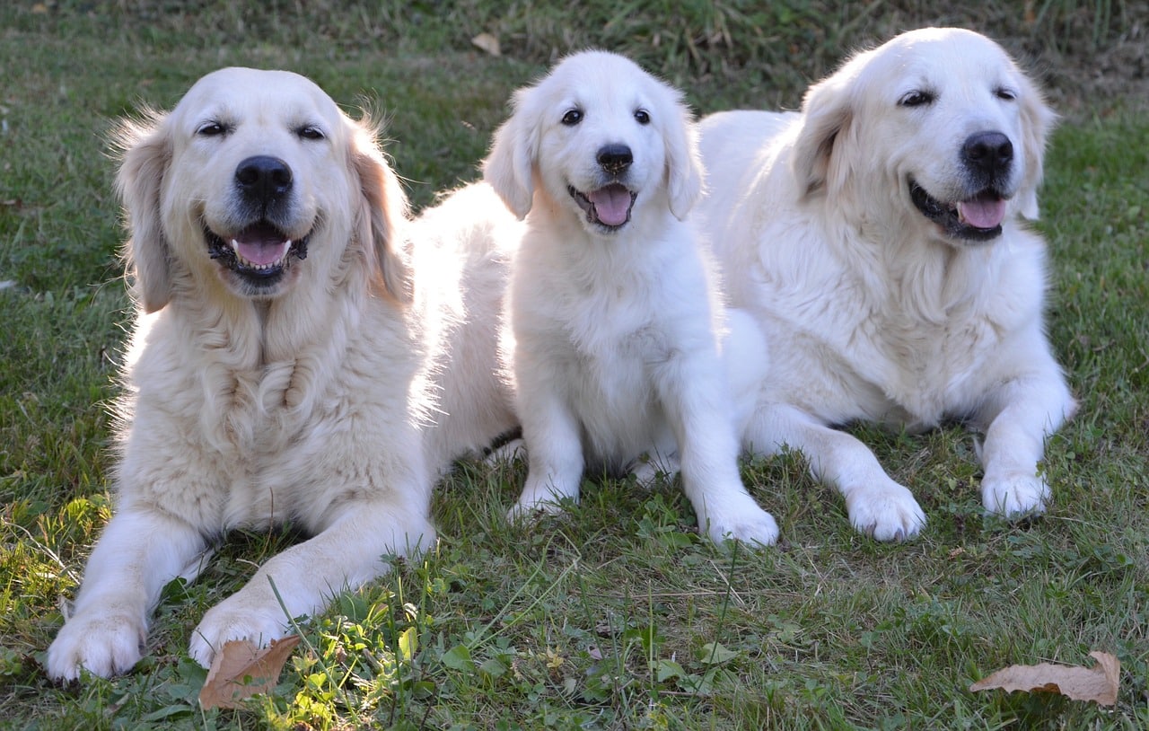 Detrazione acquisto e mantenimento cane guida: beneficiari, importi e limiti