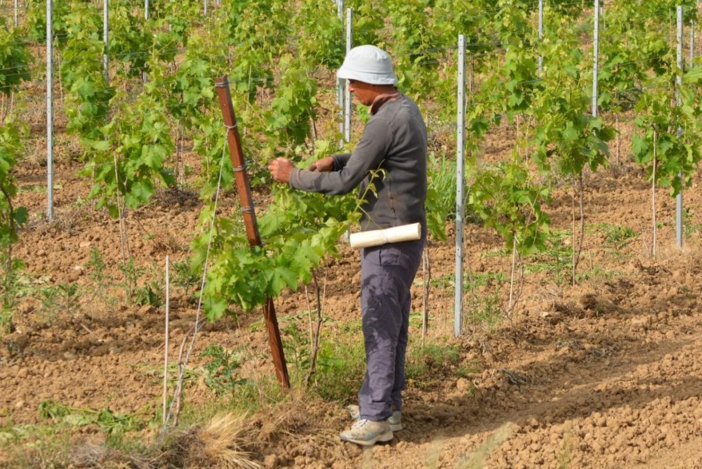 Reddito di cittadinanza e lavoratori stagionali