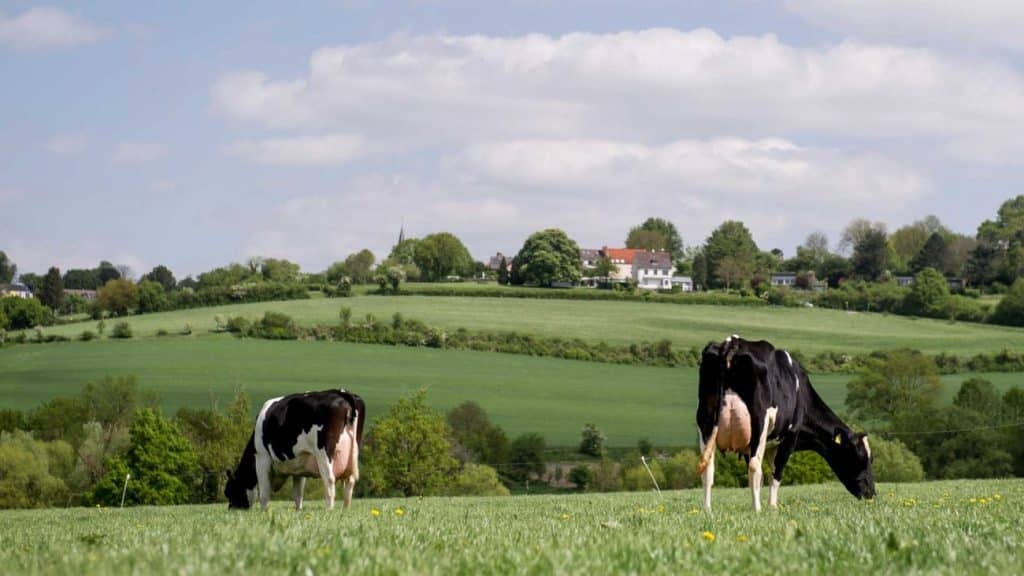 Proteste degli agricoltori in Olanda sulla legge per gli allevamenti