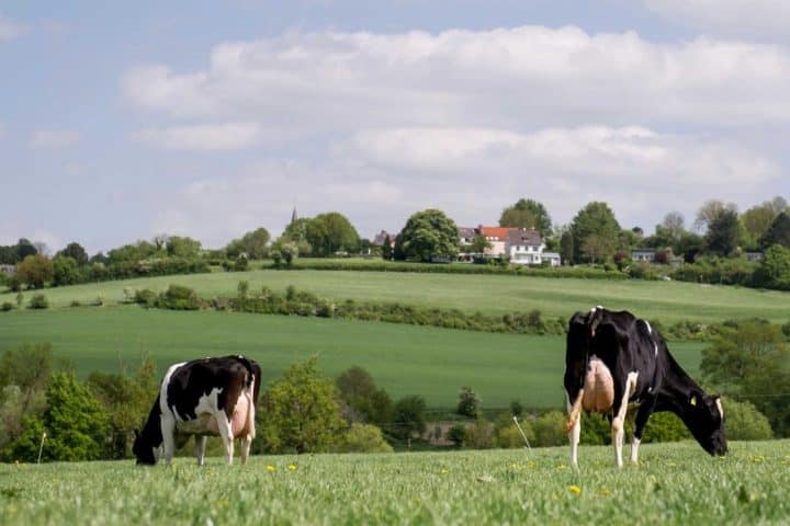 Proteste degli agricoltori in Olanda sulla legge per gli allevamenti