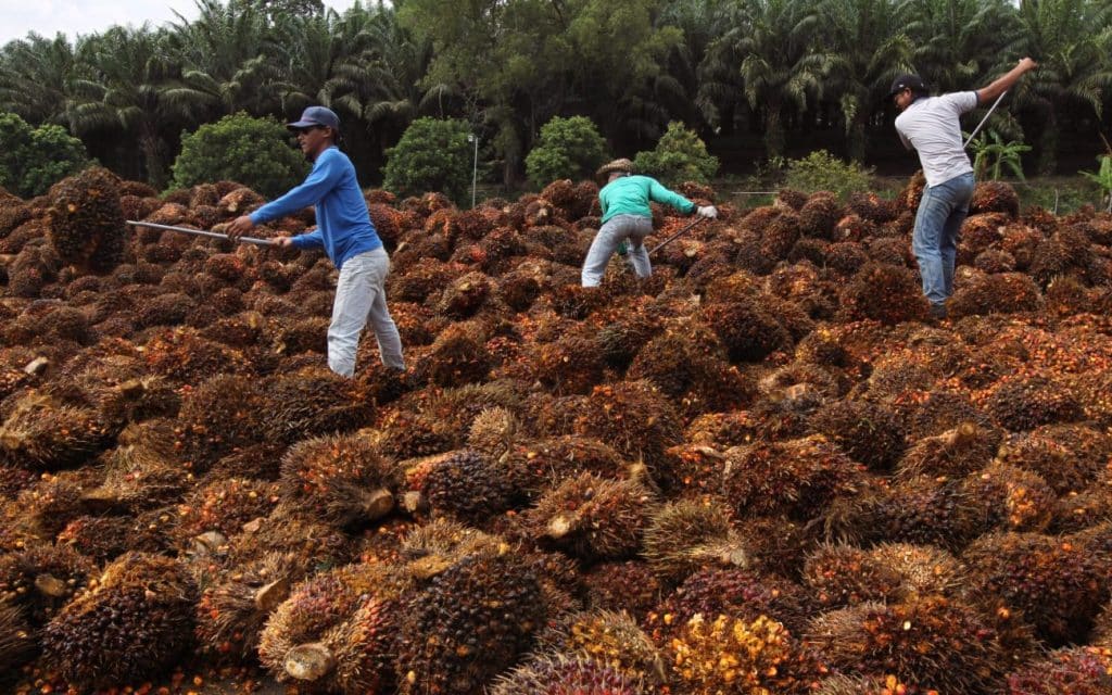 Olio di palma, auto-embargo dell'Indonesia