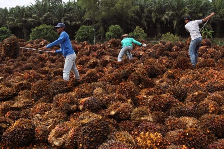 Olio di palma, auto-embargo dell'Indonesia