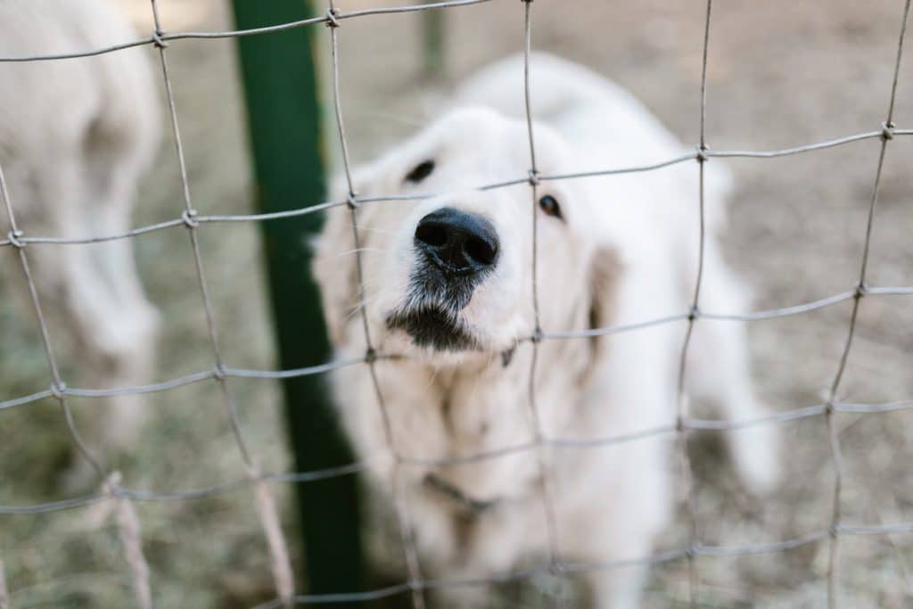 Bonus per chi adotta un cane in canile: un contributo fino a 400 euro