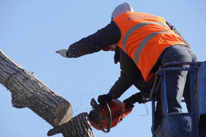 Bonus verde per abbattimento albero pericolante