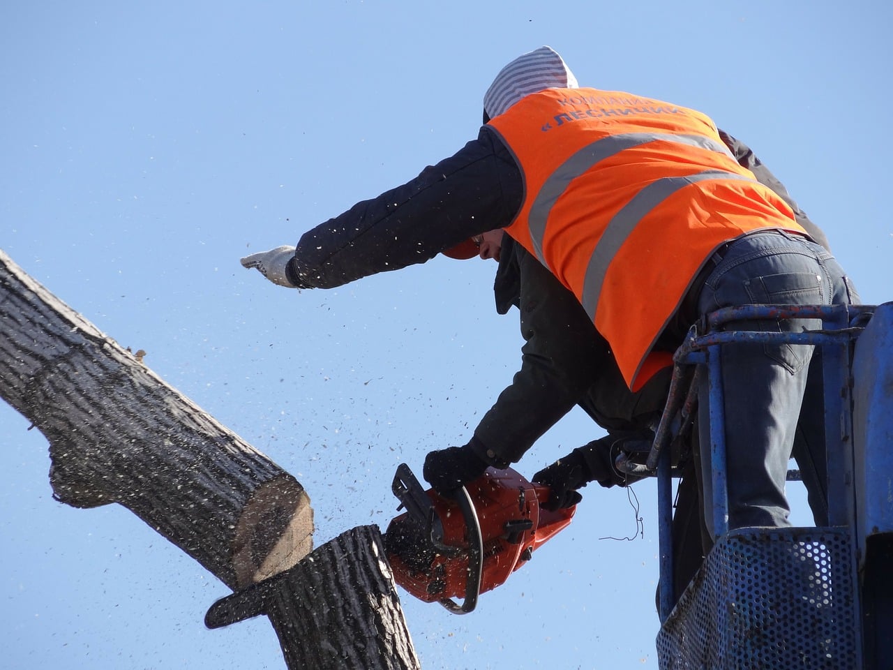 Bonus verde per abbattimento albero pericolante