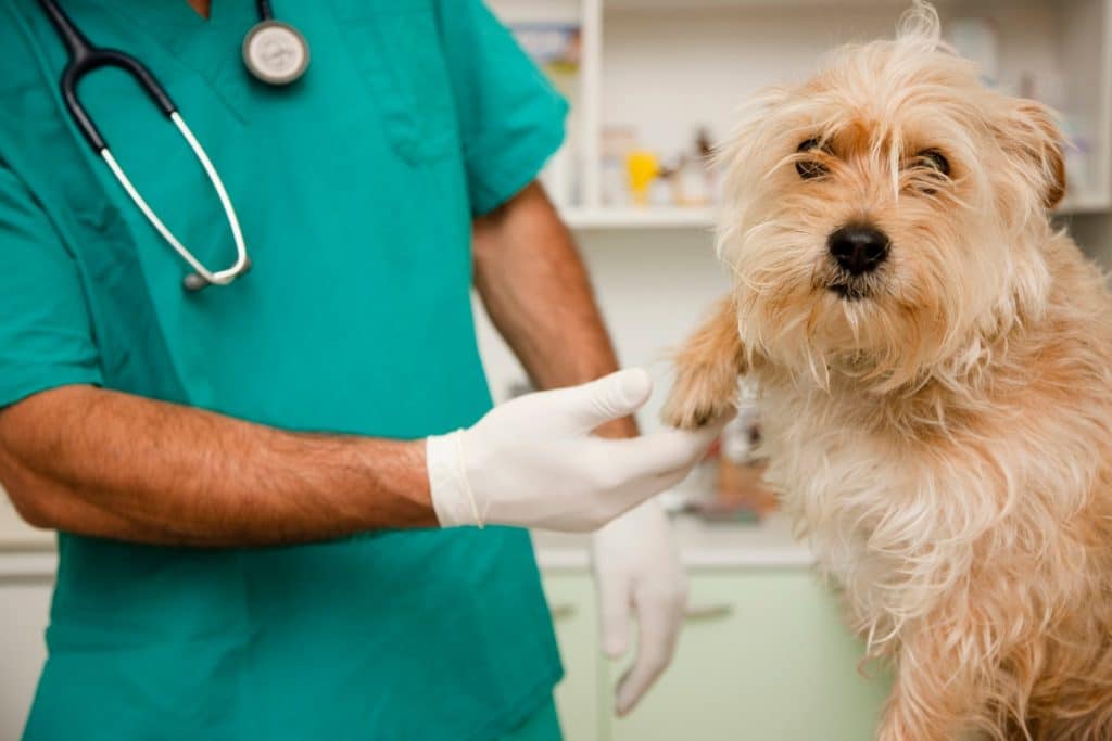 Spese veterinarie, quali NON ci sono nel 730 precompilato?