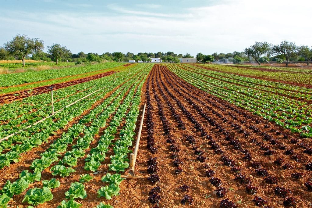 IMU terreni agricoli, vademecum esenzioni 2022: nessuno paga (o quasi)