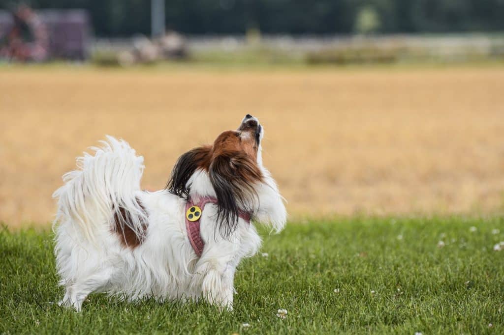 cane guida