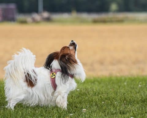 cane guida